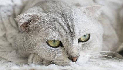 九游电脑版-双内腰层层递进撕裂防线