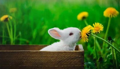 九游电脑版-双内腰层层递进撕裂防线