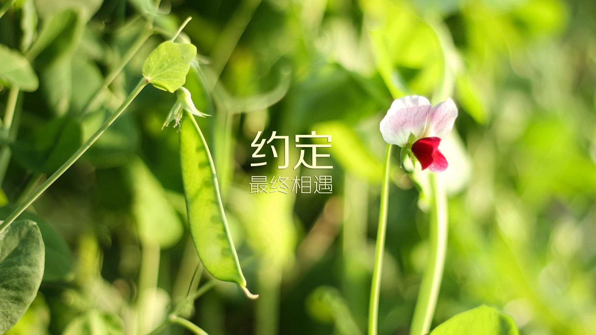 九游网页版官网-C9携手教育机构推广电竞文化，校园电竞推广