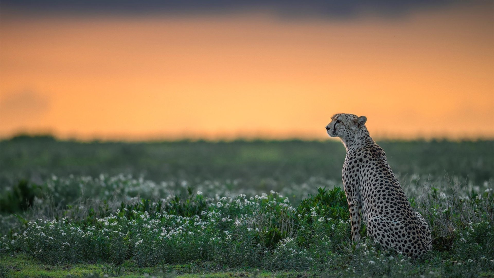 中国篮球职业联赛球队战术演变分析,中国职业篮球队所有队伍