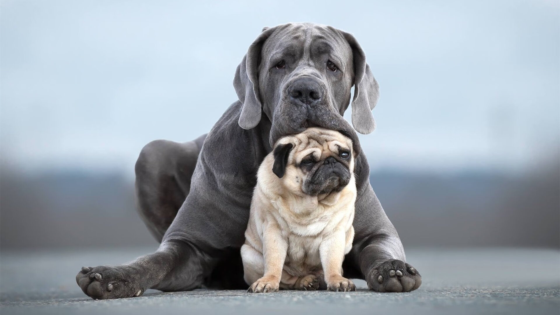 运动员技能发展规划方案,运动员技术能力及其训练