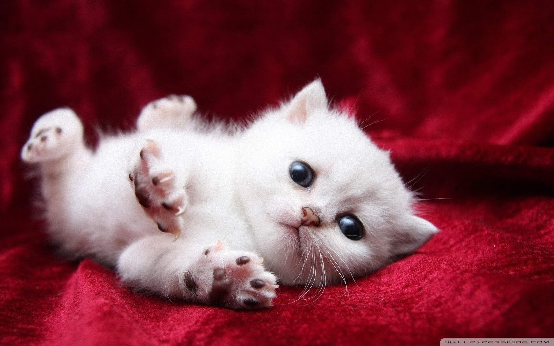 九游官网pc-中超联赛中国女足战败 球迷希望重建体系，中国足协女超联赛