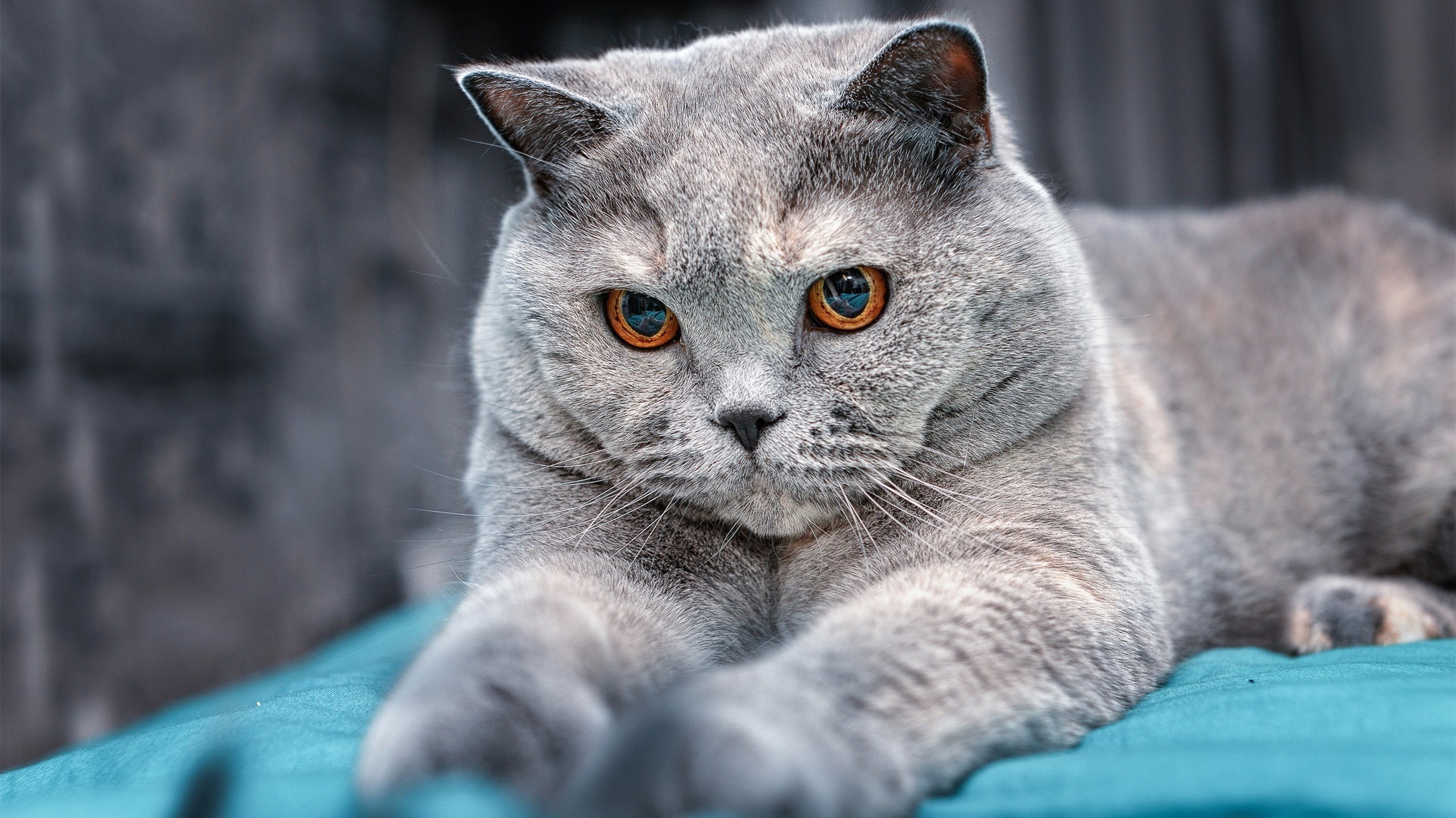 九游游戏中心-快节奏体系中替补球员是否拥有更多表现机会