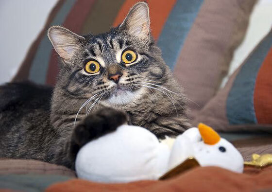 美国队如何在国际乒联混合团体世界杯中通过战术取得佳绩,美国乒乓球赛事