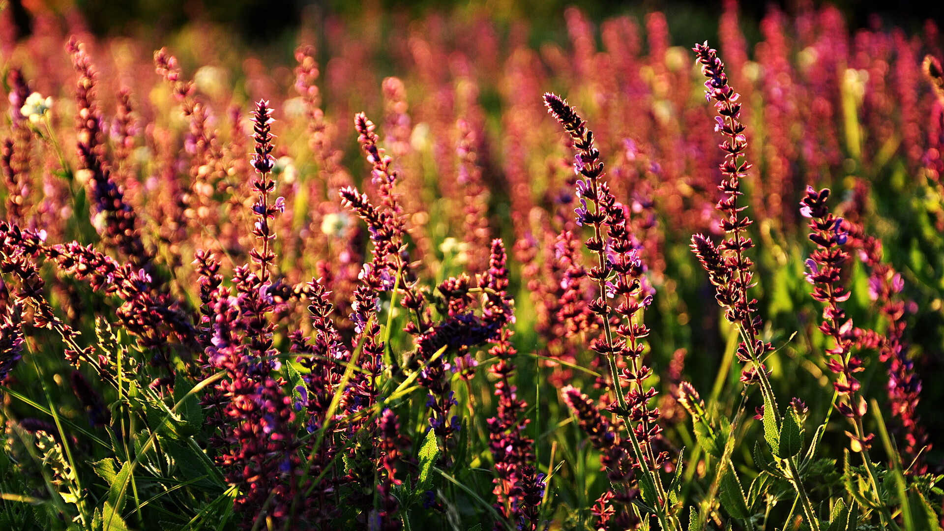 奥斯马尔·奥尔韦拉完美入水赢得掌声,奥尔维斯