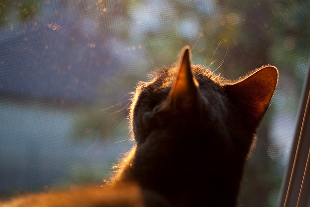 九游官网pc-威少替补得分双位数证明实力，威少是谁的替补