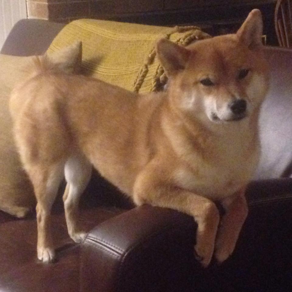 美洲杯激情夜:明星自由发挥,惊喜不断!,美洲杯锦集